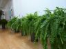 Plantes d'intérieur Paris