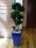 Plantes d'intérieur