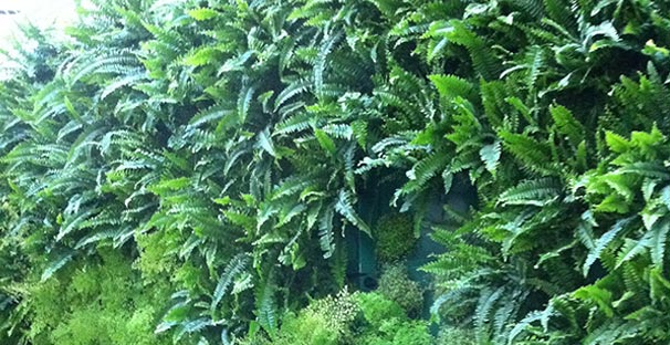 murVegetalNaturel